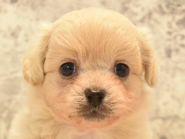 神奈川県のハーフ犬・ミックス犬 (ペッツワン三浦店/2024年5月18日生まれ/男の子/クリーム)の子犬